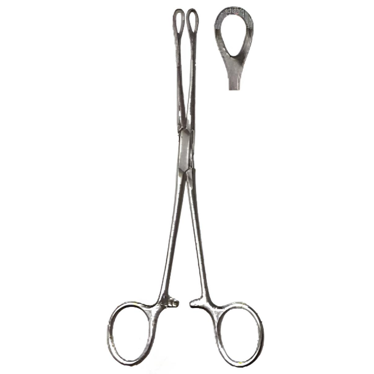 Williams Tissue Forceps 6.5in