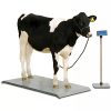 Large Capacity Veterinary Platform Scale - 2000 lbs - Image 3