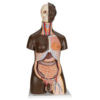 Dual Sex African Torso Model