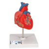 Heart Model