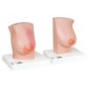 Anatomical Model of Female Breast