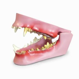 Canine Jaw Model