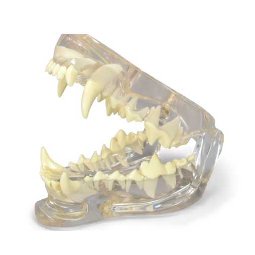 Clear Canine Jaw Model