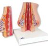 Anatomical Model of Female Breast