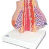 Anatomical Model of Female Breast